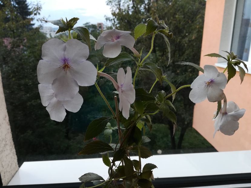 Charity - Achimenes 2018
