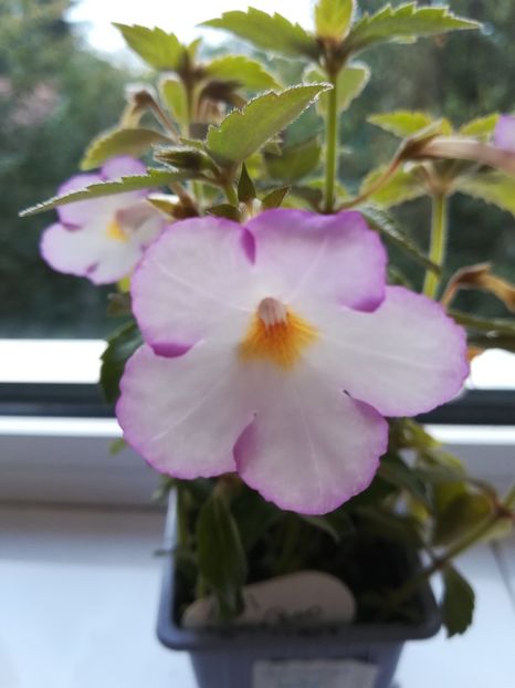 Daisy Boo - Achimenes 2018