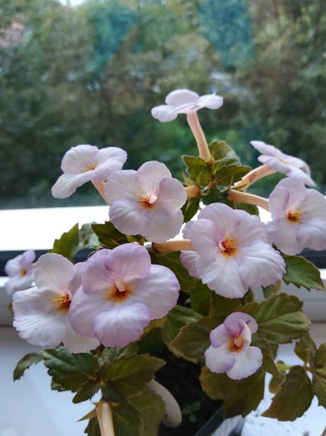  - Achimenes 2018