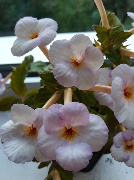  - Achimenes 2018