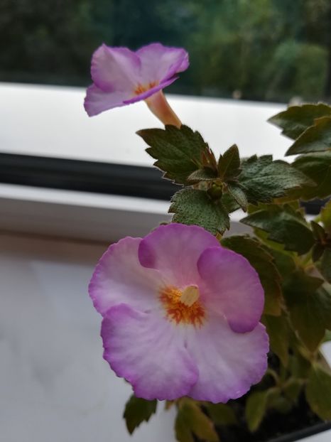 Little Lulu - Achimenes 2018