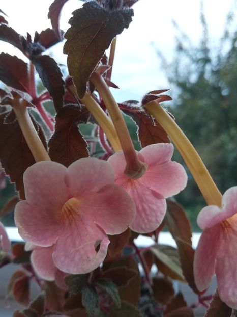 Terracota (2) - Achimenes 2018