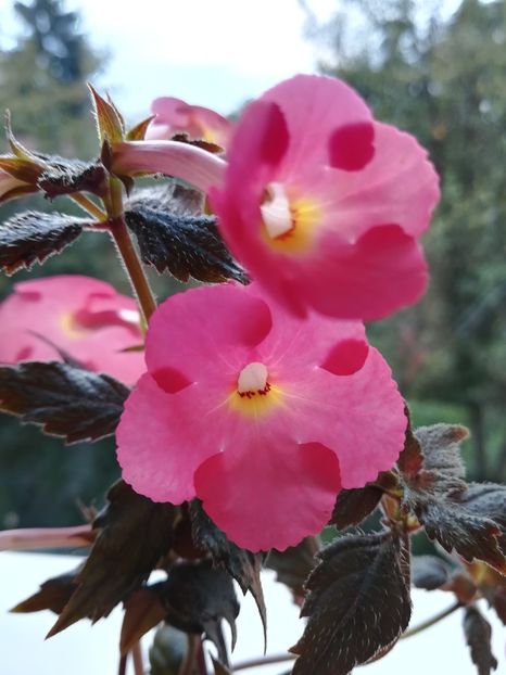 Tetra Himalayan Orange (2) - Achimenes 2018