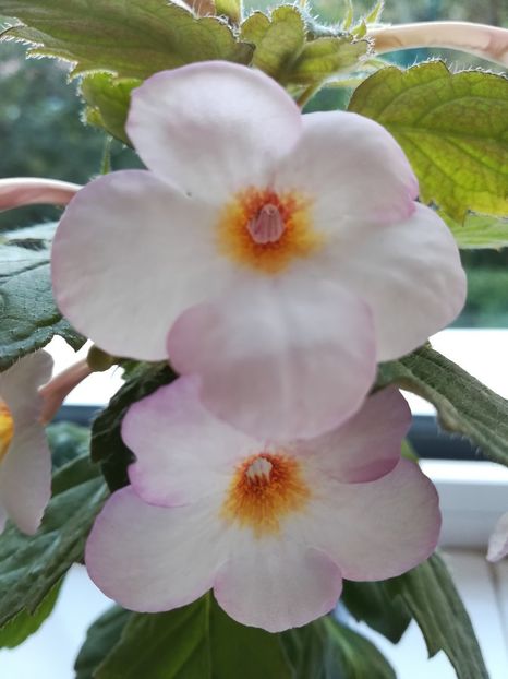 Van Gogh (2) - Achimenes 2018