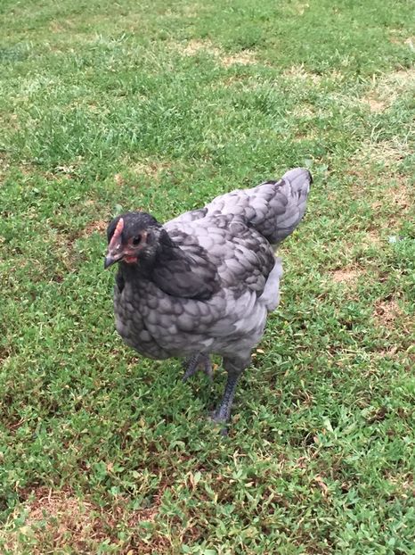  - Găini australorp