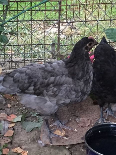  - Găini australorp