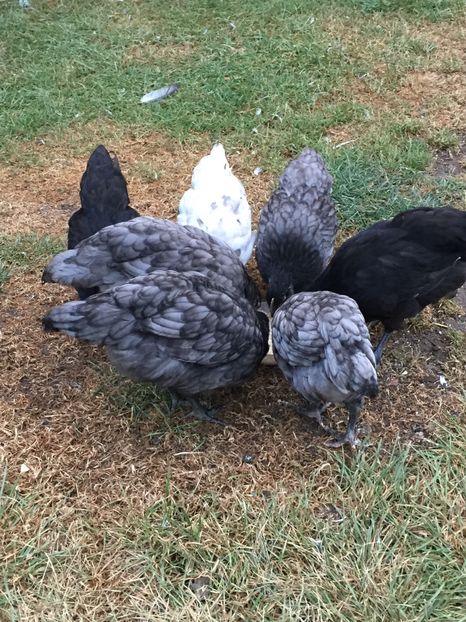 puii din 9 iunie - Găini australorp