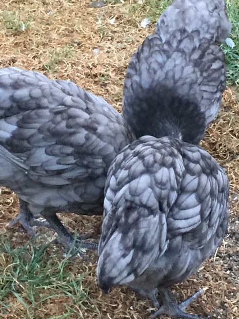 cum arata din 9 iunie in 15 august - Găini australorp