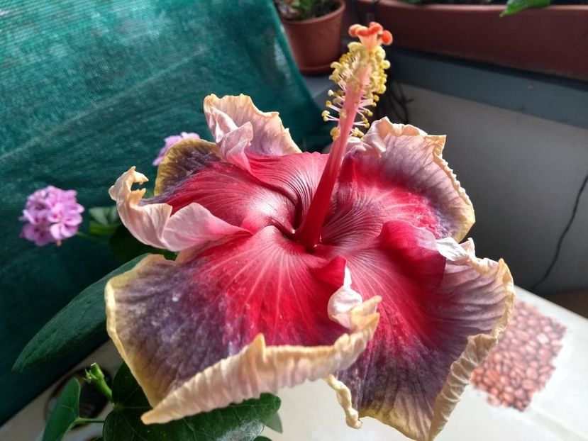  - Indian Divine Grace