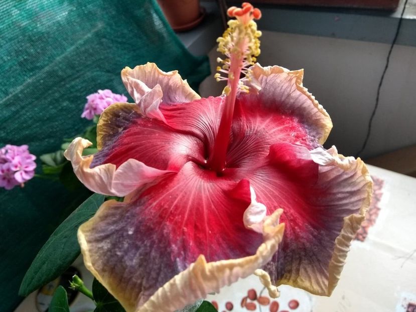  - Indian Divine Grace