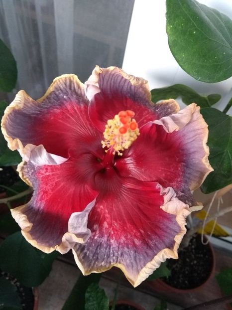  - Indian Divine Grace