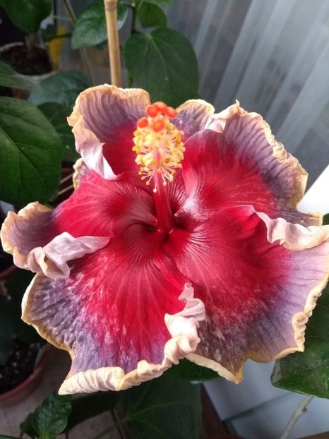  - Indian Divine Grace