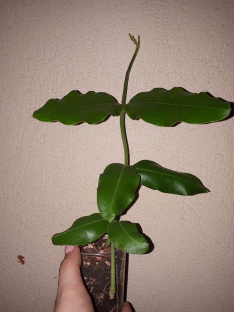 15.08.2018 - Hoya Imperialis