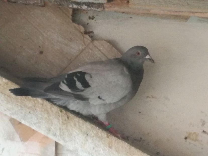  - 2018-Prima serie de pui