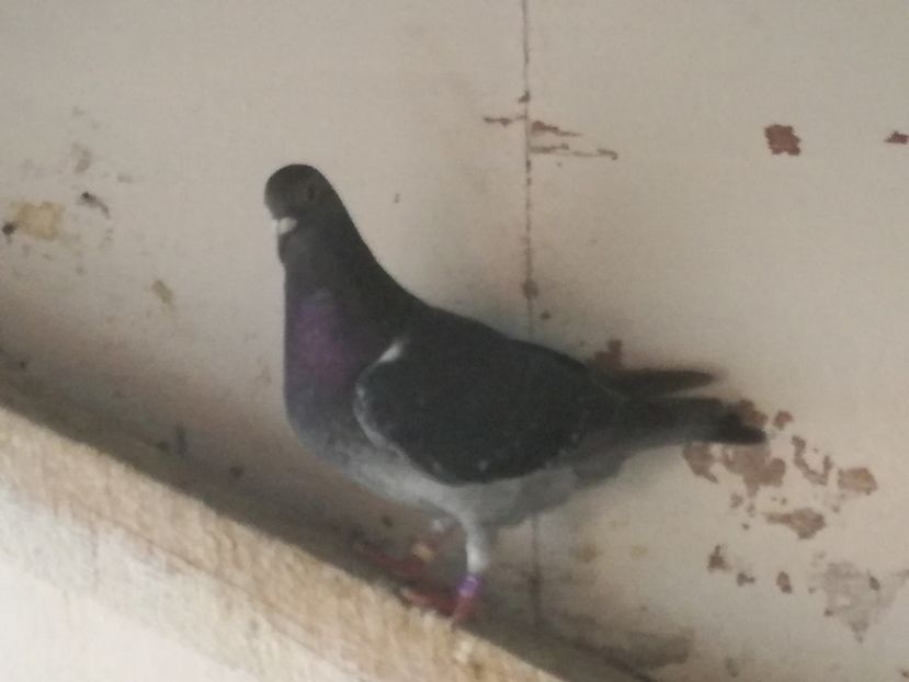  - 2018-Prima serie de pui