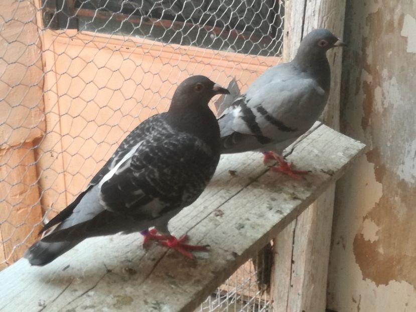  - 2018-Prima serie de pui