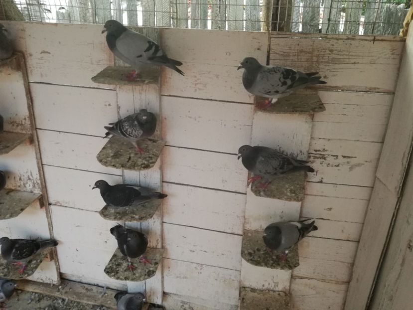  - 2018-Prima serie de pui