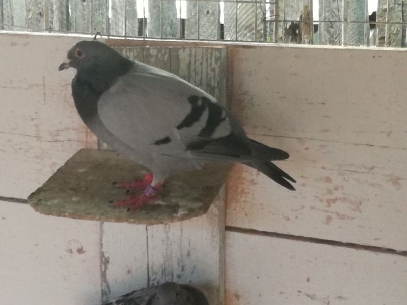  - 2018-Prima serie de pui