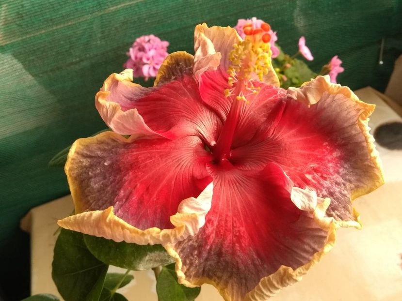  - Indian Divine Grace