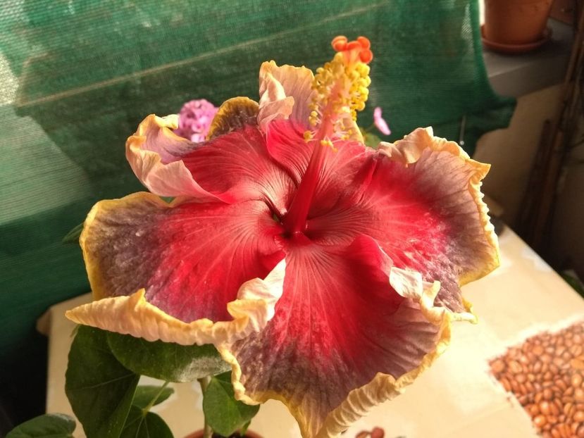  - Indian Divine Grace