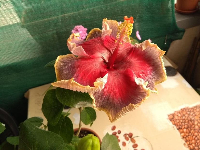  - Indian Divine Grace