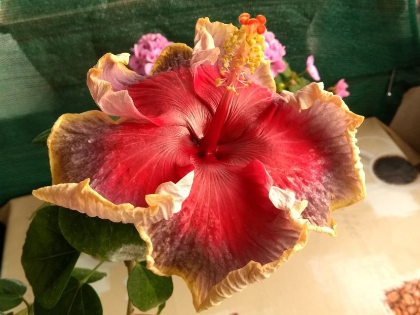  - Indian Divine Grace