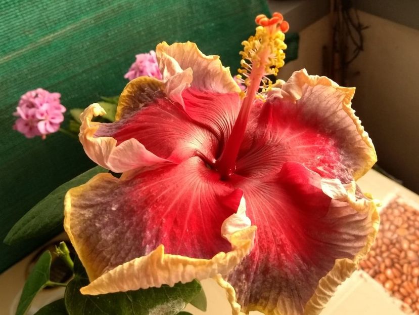  - Indian Divine Grace