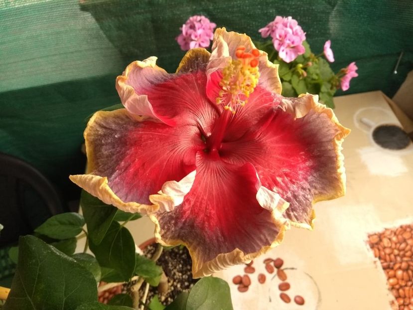  - Indian Divine Grace