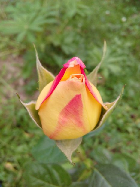  - TRANDAFIRI 2018-2019