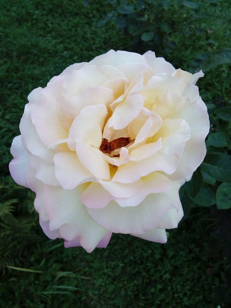  - TRANDAFIRI 2018-2019