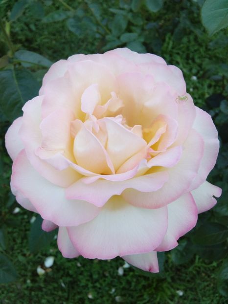  - TRANDAFIRI 2018-2019