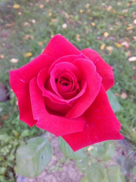  - TRANDAFIRI 2018-2019