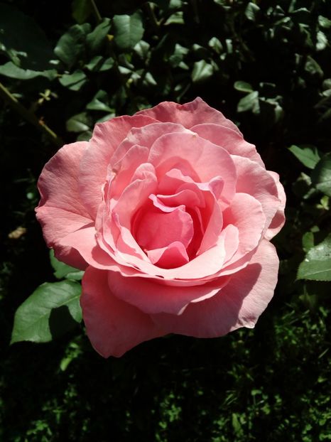  - TRANDAFIRI 2018-2019