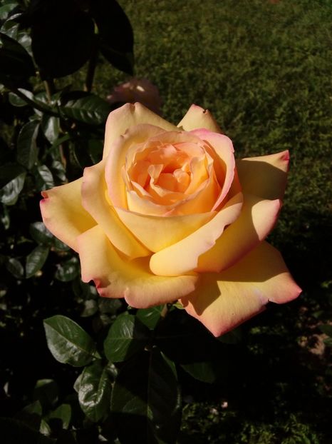  - TRANDAFIRI 2018-2019