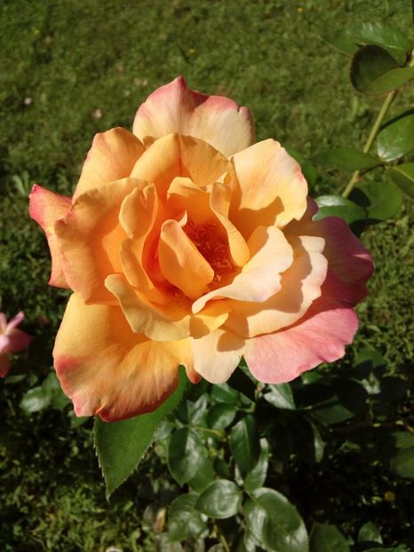  - TRANDAFIRI 2018-2019