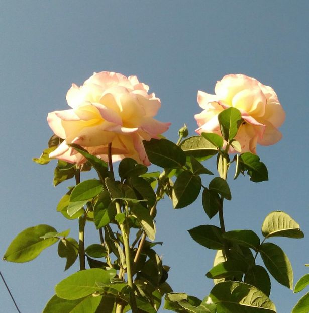  - TRANDAFIRI 2018-2019