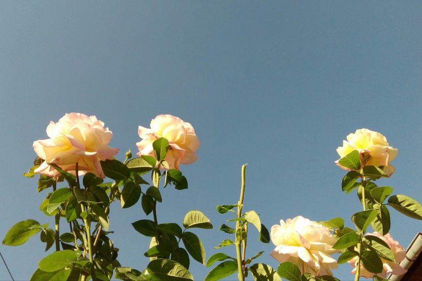  - TRANDAFIRI 2018-2019