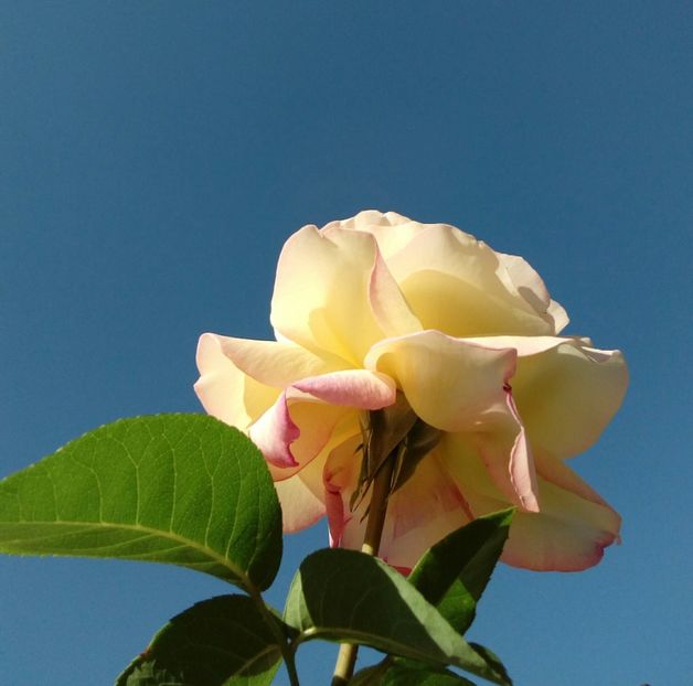  - TRANDAFIRI 2018-2019