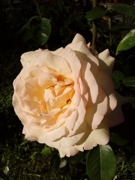  - TRANDAFIRI 2018-2019