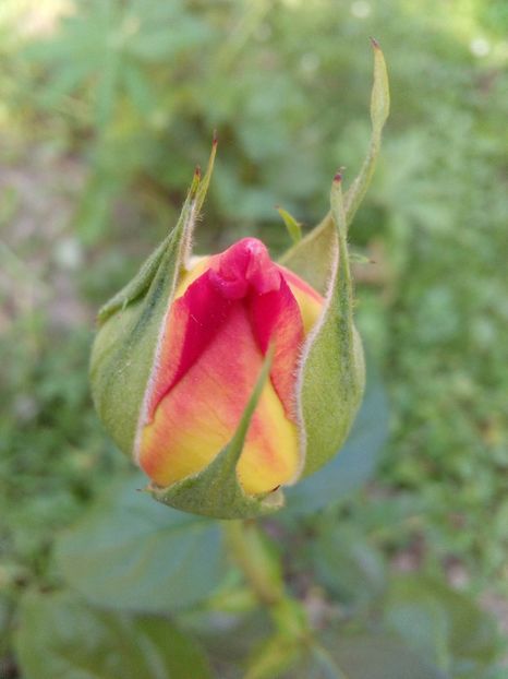  - TRANDAFIRI 2018-2019