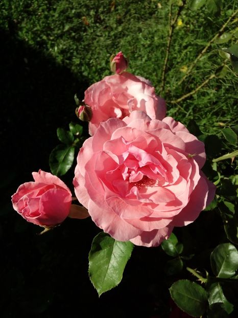  - TRANDAFIRI 2018-2019