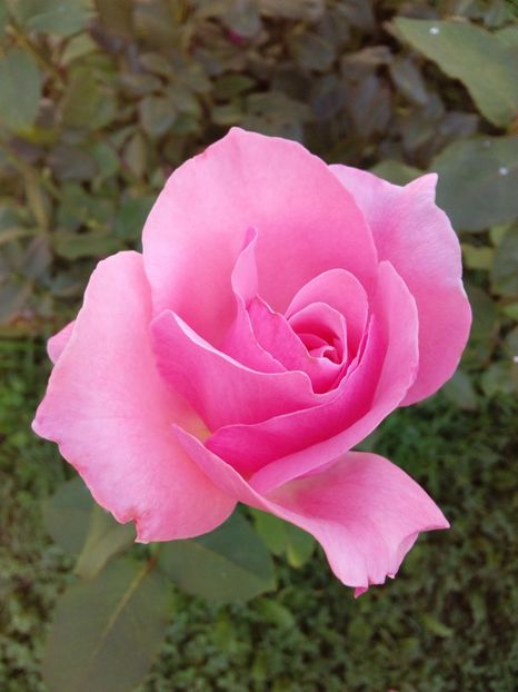  - TRANDAFIRI 2018-2019