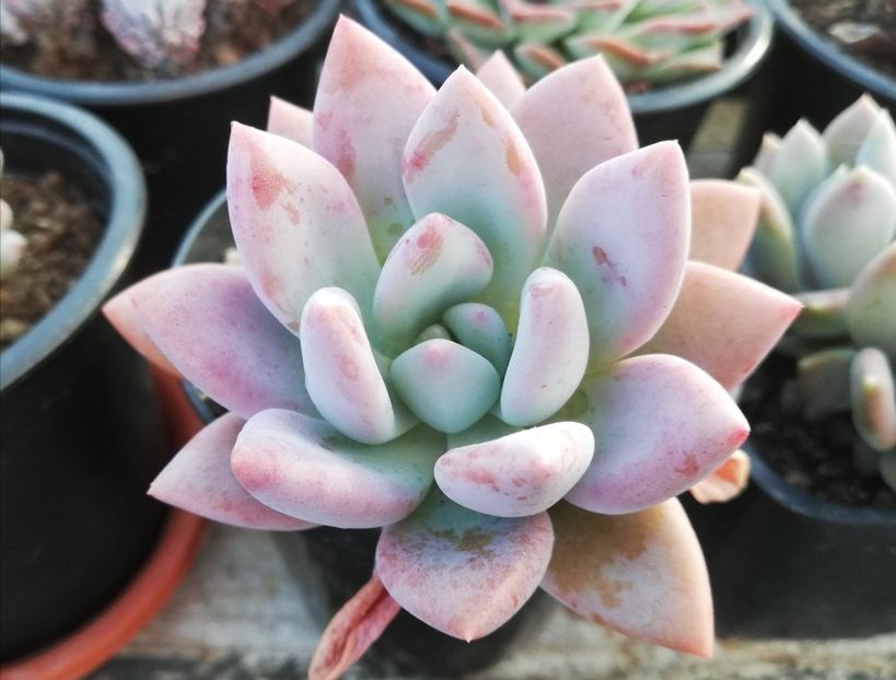 Graptoveria "Opalina" - Graptoveria