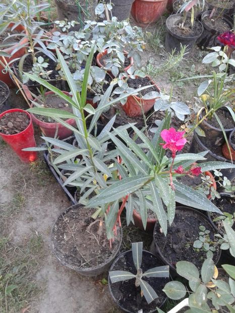 leandru siclam-rosu cu dungi albe - w Produse livrate
