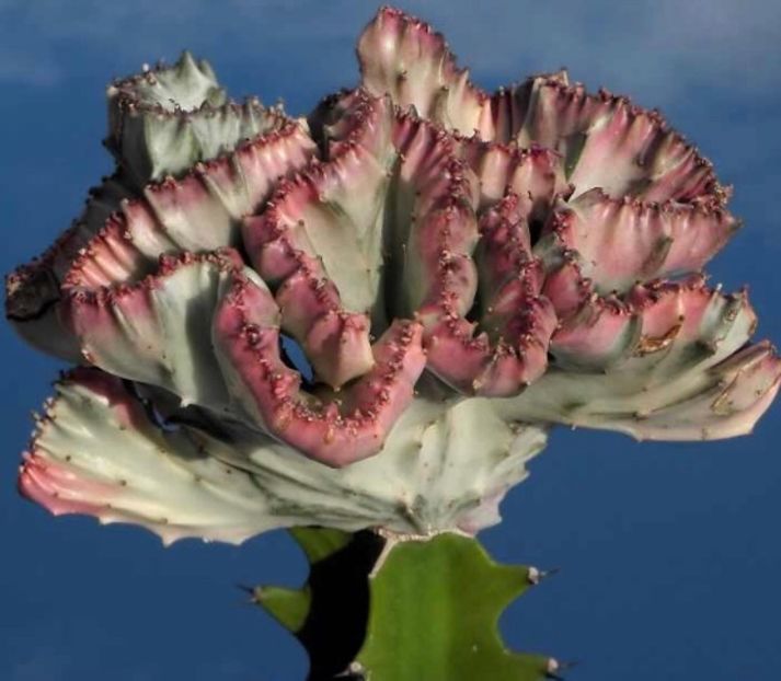  - Vand cactusi Euphorbia Lactea Cristata 30 lei