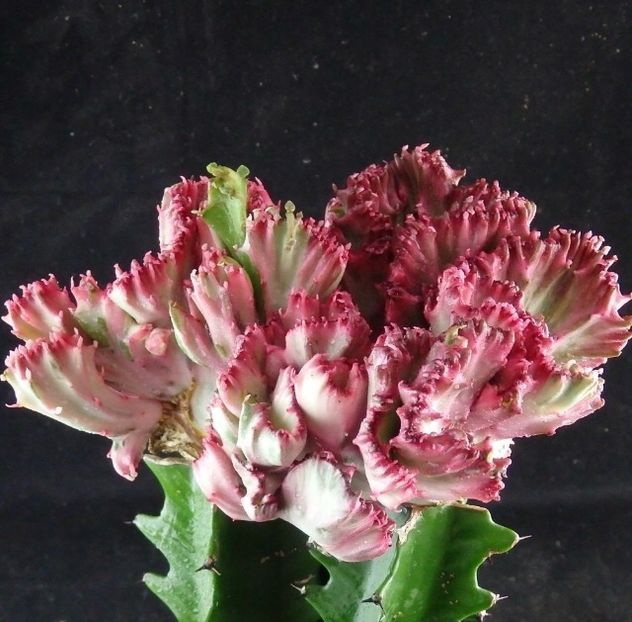  - Vand cactusi Euphorbia Lactea Cristata 30 lei