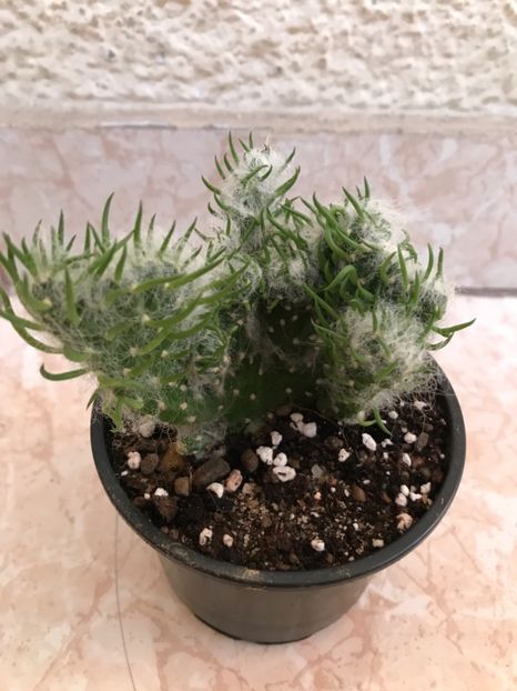 Opuntia vestita cristata 15 lei - Vand cactus Opuntia vestita cristata