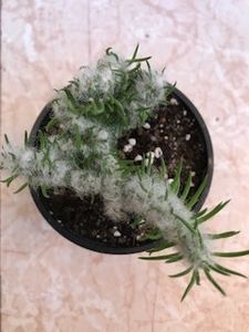  - Vand cactus Opuntia vestita cristata