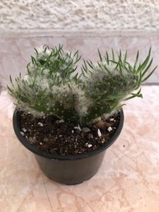  - Vand cactus Opuntia vestita cristata