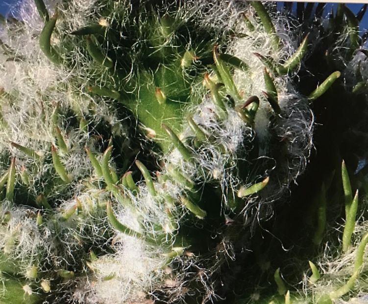  - Vand cactus Opuntia vestita cristata